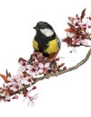 Close-up of a male great tit perched on a flowering branch, Parus major Royalty Free Stock Photo