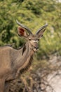 Close-up of male greater kudu with oxpecker