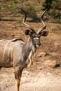 Close-up of male greater kudu standing staring Royalty Free Stock Photo