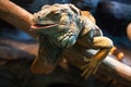 Close-up of a male green iguana. Green iguana reptile portrait close-up. Royalty Free Stock Photo