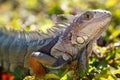 Close-up of a male Green Iguana Royalty Free Stock Photo