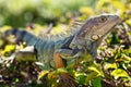 Close-up of a male Green Iguana Royalty Free Stock Photo