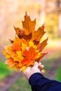 Male hand holding bright multicolor leaves on autumn sunny background. Concept of love of nature