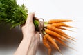 Close-up of male hand holding bunch of carrots, on white background Royalty Free Stock Photo