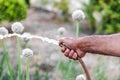 Close-up male hand holding rubber hose watering onion in his garden at spring or summer time Royalty Free Stock Photo