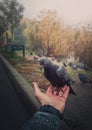 Close up male hand holding a single feral pigeon from a flock in the autumn park, feeding a courageous and hungry bird. Curious Royalty Free Stock Photo