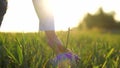 Close up of male hand running gently over unripe spikelets wheat field. Man walking at his farmland checking grain Royalty Free Stock Photo