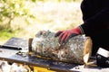 Close up of male hands chopping birch firewood on a hydraulic wood splitter. Sawmill. Birch firewood for fireplac Royalty Free Stock Photo