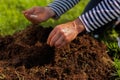 Close up of male hands enriching soil near just planted tree
