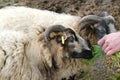 close-up of male hands feed with fresh green grass unshorn rams, animal gently takes food, domestic sheep, artiodactyl mammal Ovis