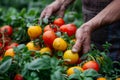 Close-up of male hands harvesting fresh ripe tomatoes in a greenhouse. The farmer grows vegetables for your table