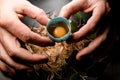 Close-up of male hands holding egg and place it in wood fiber nest. Royalty Free Stock Photo