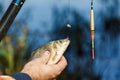 Close-up of male hands holding fish crucian.Fisherman holding a fish caught on a background of the river Royalty Free Stock Photo