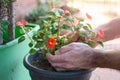 Close up of male hands and Impatiens Walleriana red blossoming flower. Young man taking care of the garden