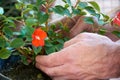 Close up of male hands and Impatiens Walleriana red blossoming flower. Young man taking care of the garden