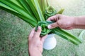 Close-up of male hands making a rose by green leaves of pandanus. Concept flowers of valentine`s day for couple