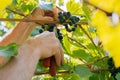 male hands with pruning shears cutting a bunch of red grapes, winemaking and harvesting concept