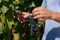 male hands with pruning shears cutting a bunch of red grapes, winemaking and harvesting concept