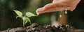 Close up of male hands watering young tree on soil. Growing seed and planting concept, Banner with copyspace.