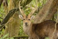 Close up of a Male Hog Deer (Hyelaphus porcinus) crossing the safari track at Kaziranga National Park Royalty Free Stock Photo