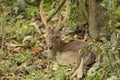 Close up of a Male Hog Deer (Hyelaphus porcinus) sitting just beside the safari track at Kaziranga National Park Royalty Free Stock Photo