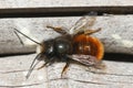 Close up of a male horned mason bee , Osmia cornuta, warming up in the sun.