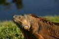 Close up of male iguana