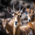 Close up of a male Impala (Aepyceros melampus)