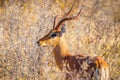 A close up of a male impala (Aepyceros melampus) looking alert, Onguma Game Reserve, Namibia.