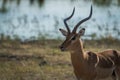 Close-up of male impala facing camera eating