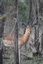 Close-up of a male impala at Kruger National Park Royalty Free Stock Photo