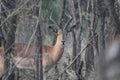 Male impala at Kruger National Park Royalty Free Stock Photo