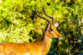 Close up of a male Impala in Kruger National Park Royalty Free Stock Photo