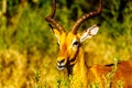 Close up of a male Impala in Kruger National Park Royalty Free Stock Photo