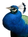 Close-up of Male Indian Peafowl Royalty Free Stock Photo