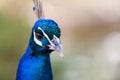 Close up of a male Indian Peafowl Royalty Free Stock Photo