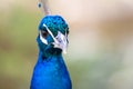 Close up of a male Indian Peafowl Royalty Free Stock Photo