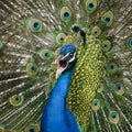 Close-up of Male Indian Peafowl displaying tail Royalty Free Stock Photo