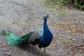 Close up of a male Indian Peafowl on a gravel road in Haiku, Hawaii Royalty Free Stock Photo