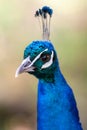 Close up of a male Indian Peafowl Royalty Free Stock Photo