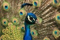 Close up of a male Indian Peafowl or Peacock face, head, and neck with feathers displaying Royalty Free Stock Photo