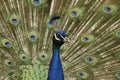 Close up of a male Indian Peafowl or Peacock face, head, and neck with feathers displaying Royalty Free Stock Photo