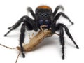 P1010045 male Johnson`s jumping spider Phiddipus johnsoni eating a  common earwig Forficula auricularia isolated on white cEC Royalty Free Stock Photo