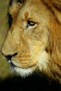 A close up of a male khalahari lion