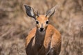 Close up of male Kirk`s dikdik in Kruger National Park, South Africa Royalty Free Stock Photo
