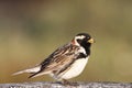 Close-up of Male Lapland Longspur (Calcarius lapponicus)