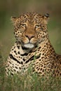 Close-up of male leopard with two catchlights Royalty Free Stock Photo