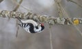 Close-up of a male Lesser Spotted Woodpecker (Dendrocopus minor) perched on a tree Royalty Free Stock Photo