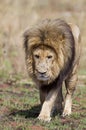 Close-up of Male lion Royalty Free Stock Photo