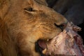 Close-up Of Male Lion Chewing Animal Carcase